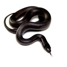 Mexica Black King Snake