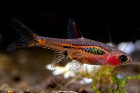 Rasbora-Least (Exclamation Point)