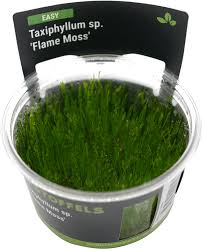 Stoffels Taxiphyllum sp. ‘Flame Moss’ in-vitro