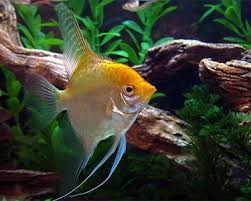 Angel-Gold (L)
