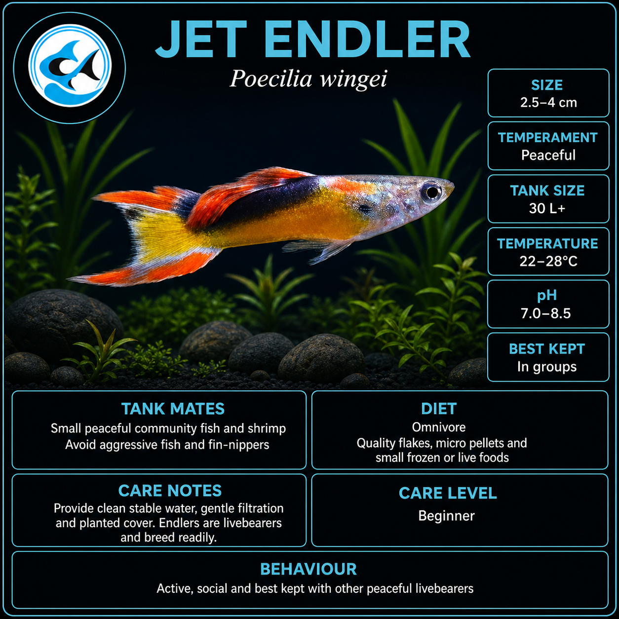 Endler-Jet
