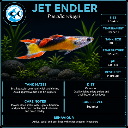 Endler-Jet