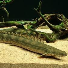 Lapradei Bichir (Polypterus lapradei) 18-25cm