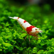 Shrimp-Crystal Red