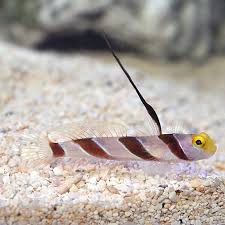 Hi Fin Banded Goby