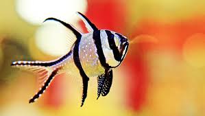 Banggai Cardinal XL 60mm+-