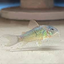 Corydoras-Green