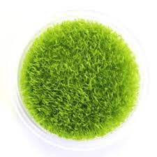 RTG Weeping Moss in Vitro