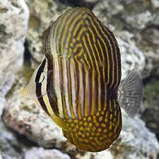 Sailfin Tang - Desjardini