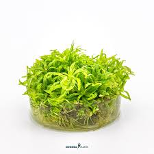 Dennerle Plants Pogostemon helferi, In-Vitro
