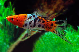 Swordtail-Sanke