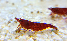 Shrimp-Bloody mary