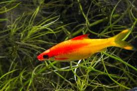 Barb-Golden Torpedo(70mm)