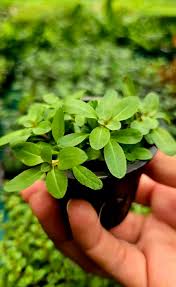 Kaiser Aquatics Ludwigia Sphaerocarpa