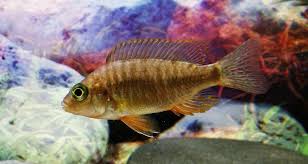 Cichlid-Female Malawi Peacock(50-80mnm)