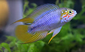 Apistogramma-Umbrella Dwarf