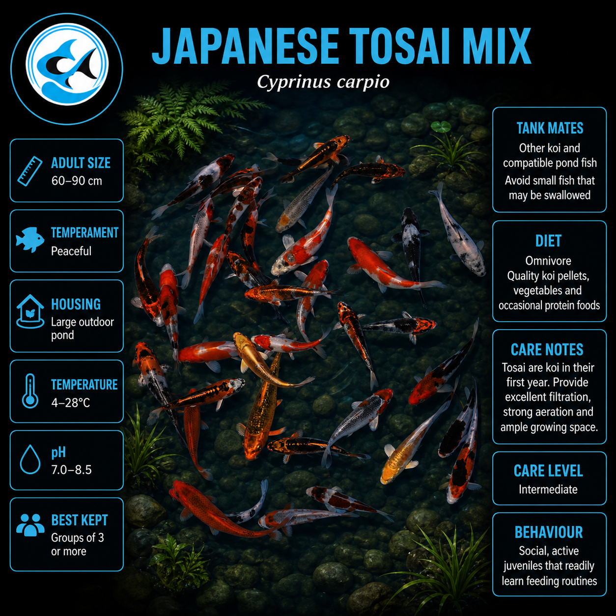 Japanese Tosai Koi Mix(120-150mm)