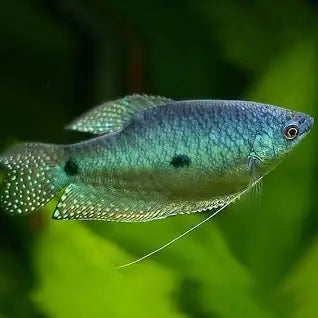 Gourami-Threespot (40-50MM)