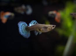 Guppy-Female Dumbo