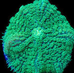 Green Rhodactis Mushroom