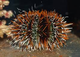 Multi-Colour Urchin