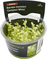 Stoffels Bacopa monnieri 'Compact  White'  in-vitro