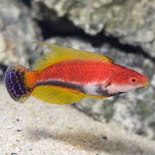 Black tail filament wrasse