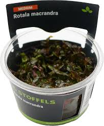 Stoffels Rotala macrandra in-vitro