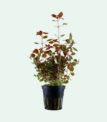 Stoffel Ludwigia Palustris 'Super Red'