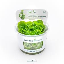 Dennerle Plants Nymphoides spec. ‘Taiwan’, In-Vitro