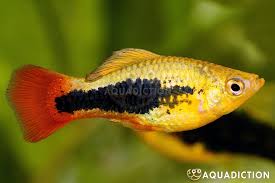Platy-Tuxedo