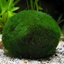 Dennerle Plants Aegagropila linnaei ‘Moss Balls’