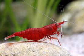 Shrimp-Sakura Red