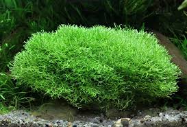 Dennerle Plants Riccia fluitans, In-Vitro