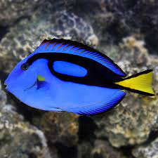Regal Tang40mm-50mm