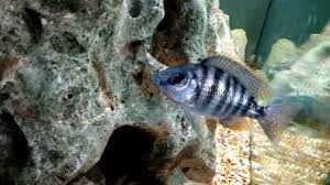 Cichlid-Taiwan Reef (30-40mm)