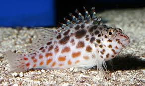 Coral Hawkfish