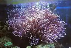 Ritteri Anemone