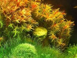 Dennerle Plants Didiplis diandra, In-Vitro
