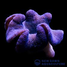 Purple Carpet Anemone