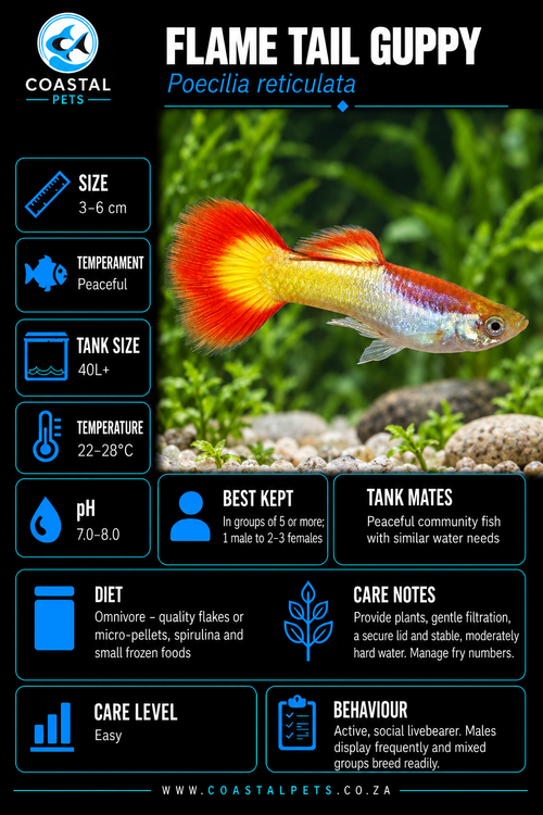 Guppy-Flametail