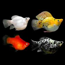 Assorted Balloon Molly