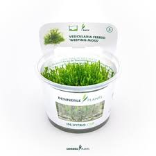 Stoffels Vesicularia ferrieri ‘Weeping Moss’ in-vitro