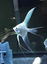 Angel-Assorted Veiltail