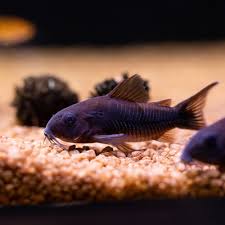 Corydoras-Venezuelan Black