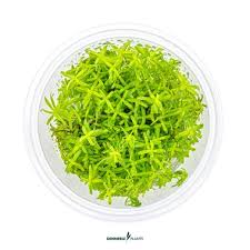 Dennerle Plants Rotala sp. ‘Wayanad’, In-Vitro