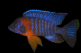 Peacock Cichlid(40-50mm)