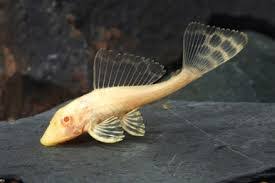 Albino Pleco ( Gibbiceps)