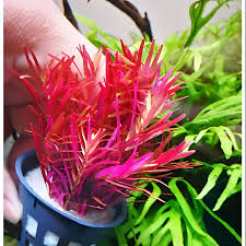 Rotala Bloodred (Submersed Form)
