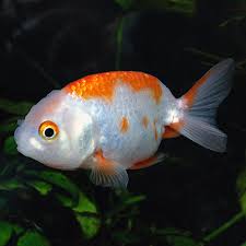 Ranchu-Red & White (40-50mm)